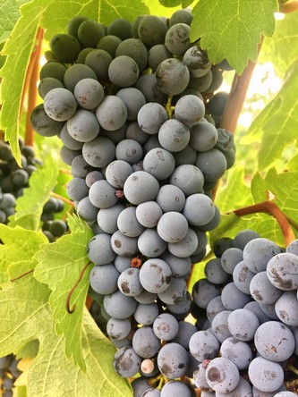 2014 Footloose Napa Valley Cabernet Sauvignon Case